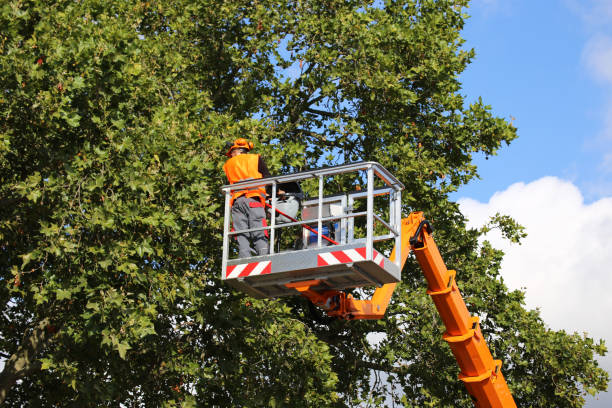 Mulching Services in Lemont, IL