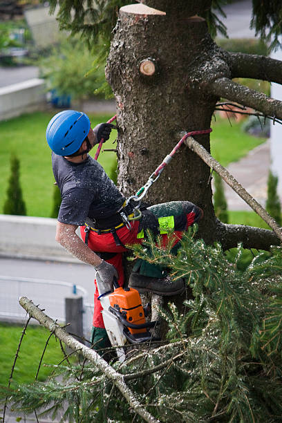 Lawn Watering Services in Lemont, IL