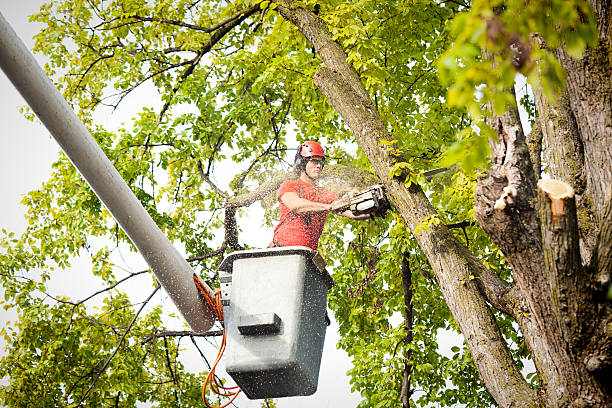 Reliable Lemont, IL Tree Removal Solutions